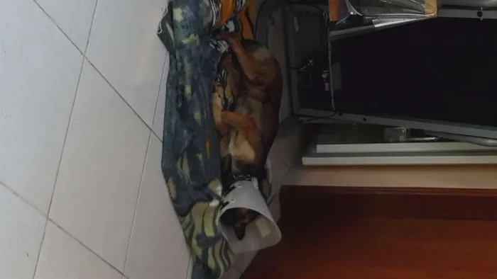 Cachorro ra a SRD idade 4 anos nome sem nome