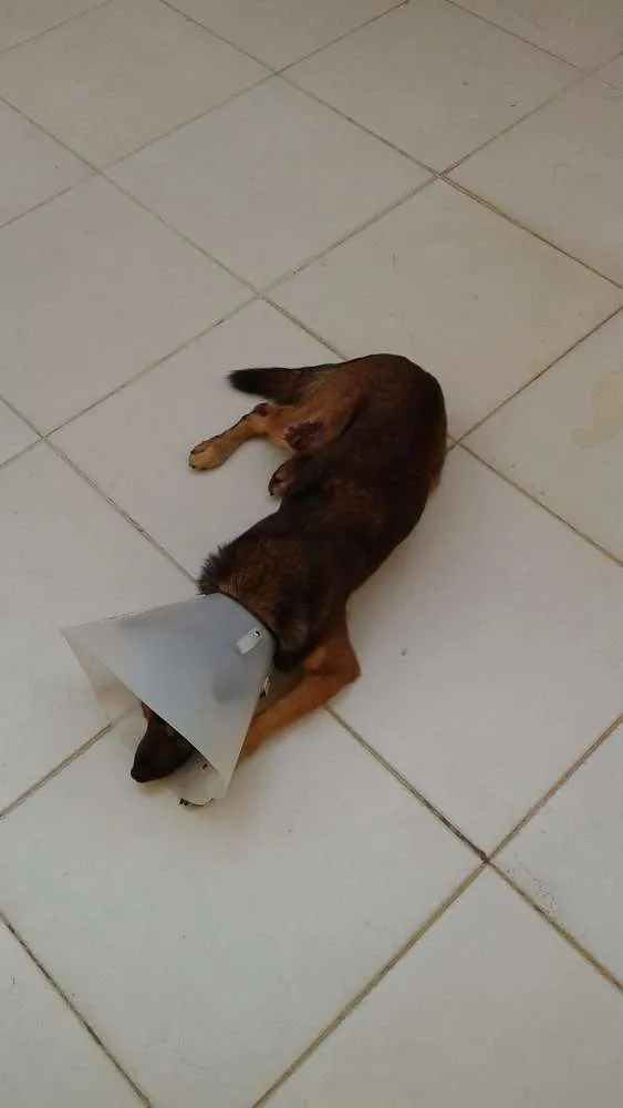 Cachorro ra a SRD idade 4 anos nome sem nome