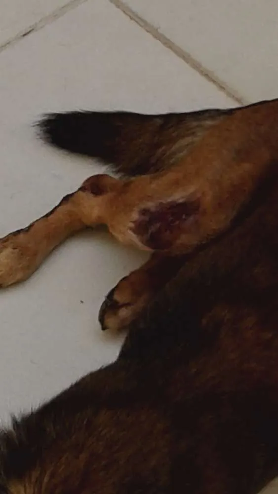 Cachorro ra a SRD idade 4 anos nome sem nome