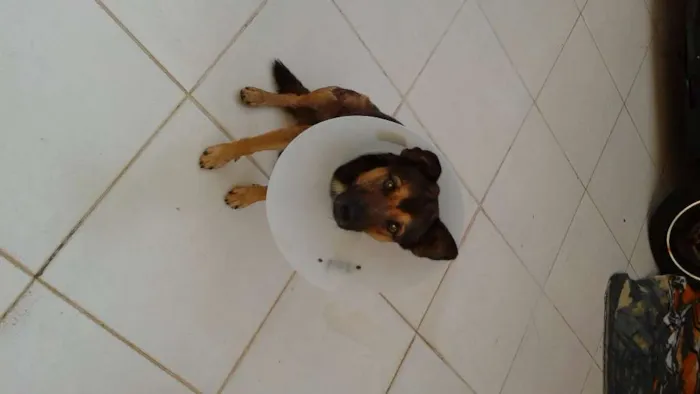 Cachorro ra a SRD idade 4 anos nome sem nome