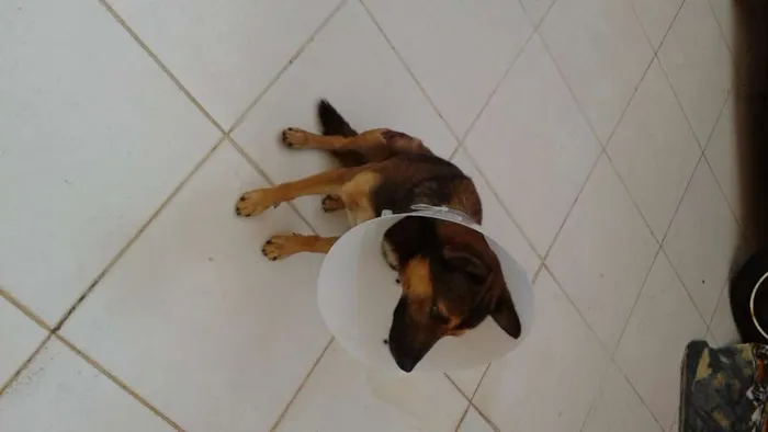 Cachorro ra a SRD idade 4 anos nome sem nome