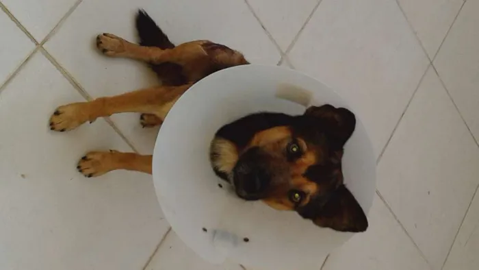 Cachorro ra a SRD idade 4 anos nome sem nome