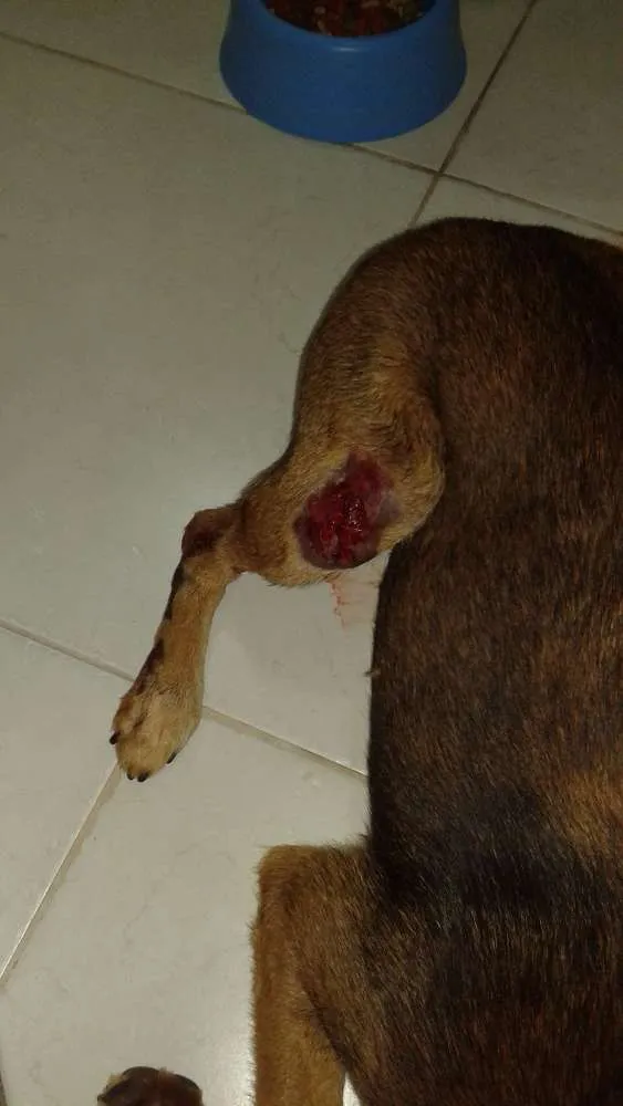 Cachorro ra a SRD idade 4 anos nome sem nome