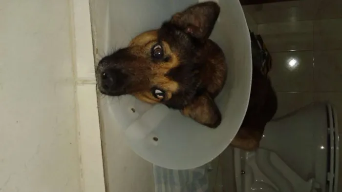 Cachorro ra a SRD idade 4 anos nome sem nome