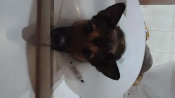 Cachorro ra a SRD idade 4 anos nome sem nome