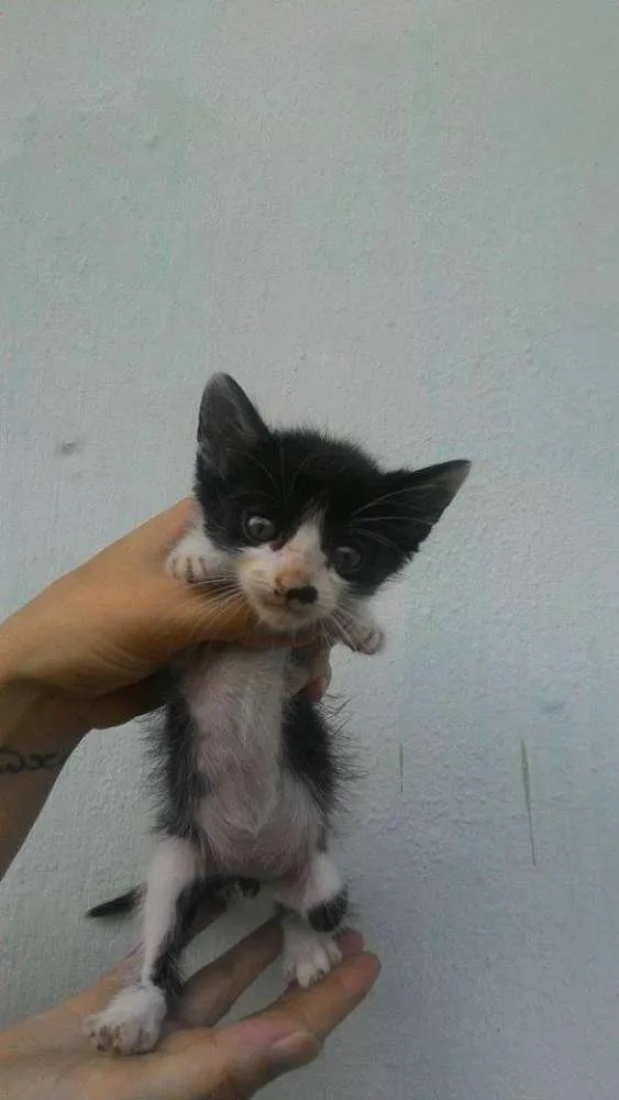 Gato ra a SRD idade Abaixo de 2 meses nome sem nome