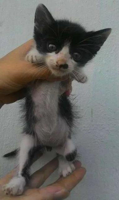 Gato ra a SRD idade Abaixo de 2 meses nome sem nome