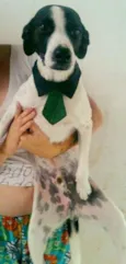 pipo