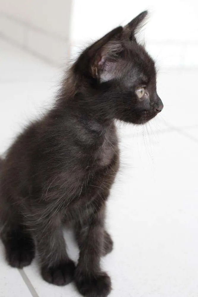 Gato raça SRD idade Abaixo de 2 meses nome Atena