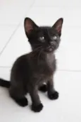 Apolo