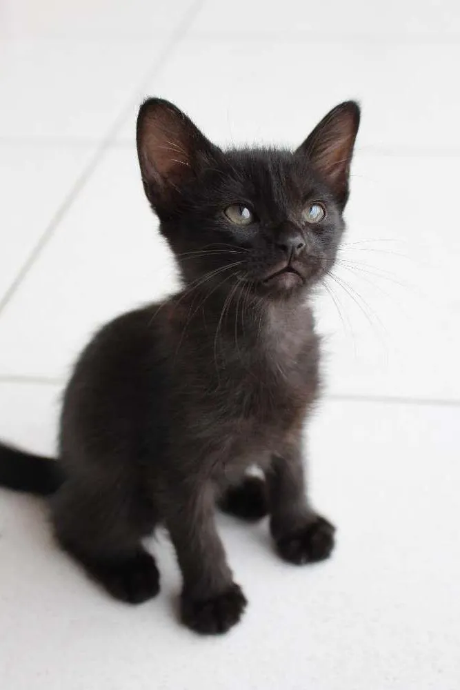 Gato raça SRD idade Abaixo de 2 meses nome Apolo