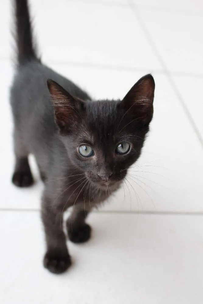 Gato raça SRD idade Abaixo de 2 meses nome Atila