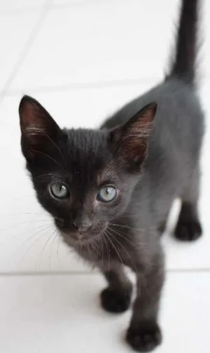 Gato raça SRD idade Abaixo de 2 meses nome Atila