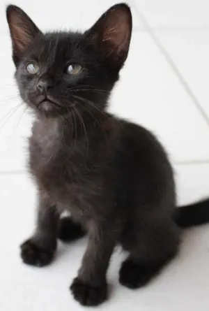 Gato raça SRD idade Abaixo de 2 meses nome Apolo