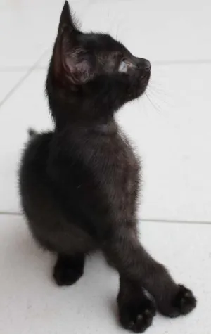 Gato raça SRD idade Abaixo de 2 meses nome Astrid