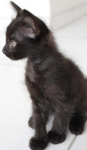 Gato raça SRD idade Abaixo de 2 meses nome Atena