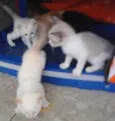 fofuras