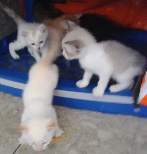 Gato ra a mistiços idade Abaixo de 2 meses nome fofuras