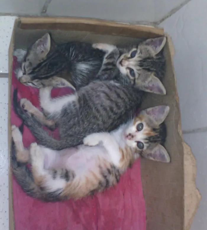 Gato raça  idade Abaixo de 2 meses nome sem nomes