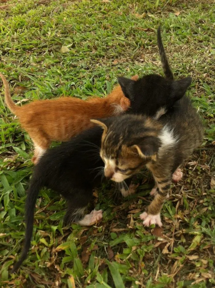 Gato ra a Srd idade Abaixo de 2 meses nome Sem