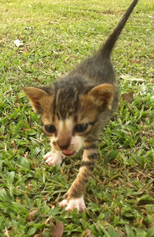 Gato ra a Srd idade Abaixo de 2 meses nome Sem