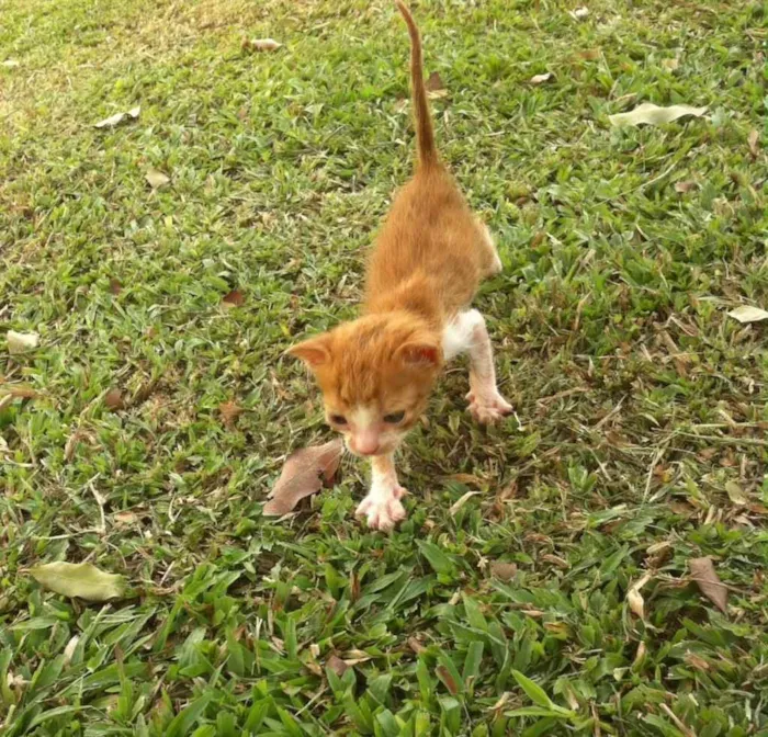 Gato ra a Srd idade Abaixo de 2 meses nome Sem