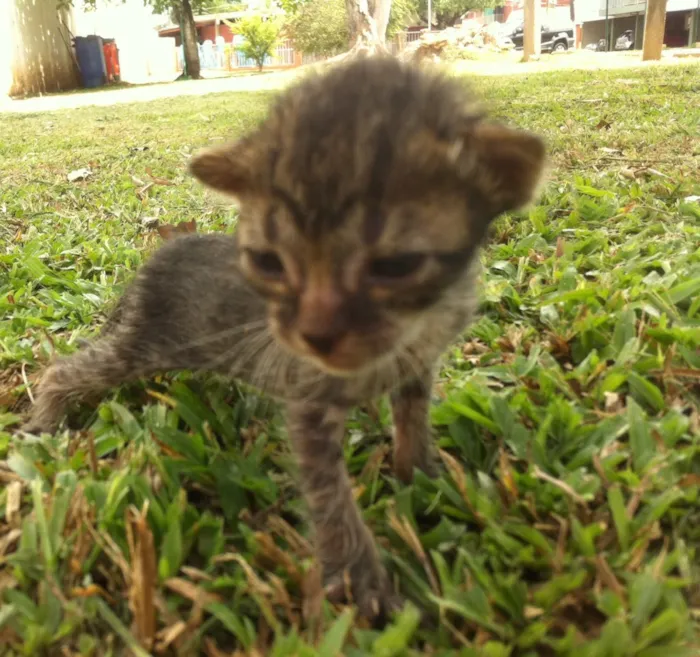 Gato ra a Srd idade Abaixo de 2 meses nome Sem