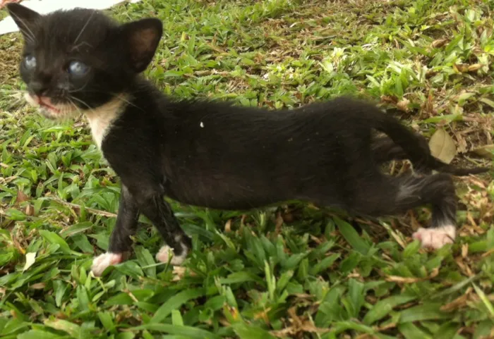 Gato ra a Srd idade Abaixo de 2 meses nome Sem