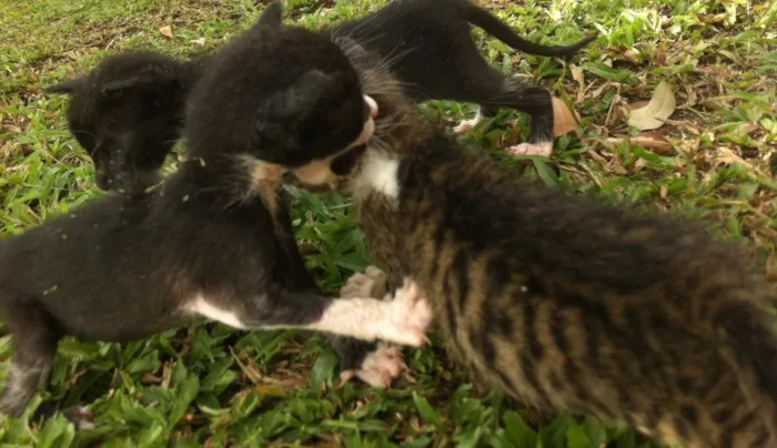 Gato ra a Srd idade Abaixo de 2 meses nome Sem