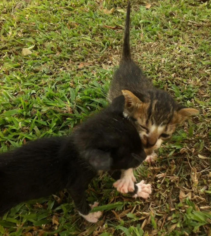 Gato ra a Srd idade Abaixo de 2 meses nome Sem