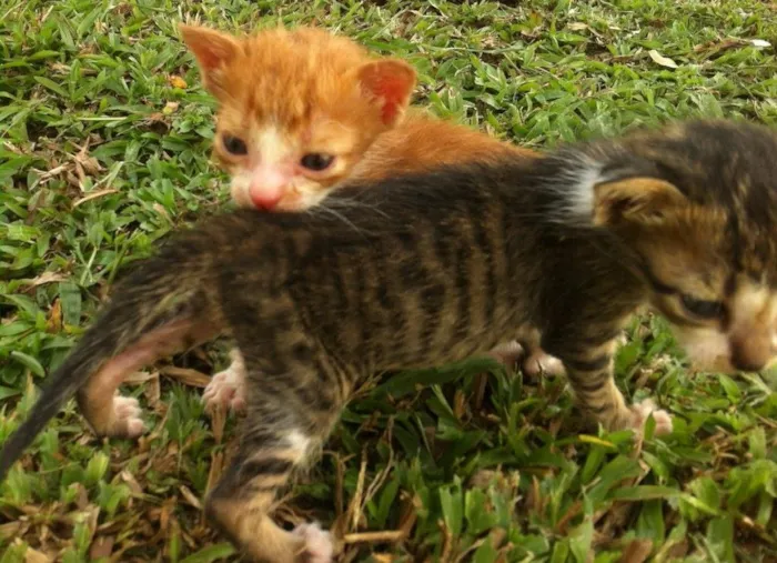 Gato ra a Srd idade Abaixo de 2 meses nome Sem