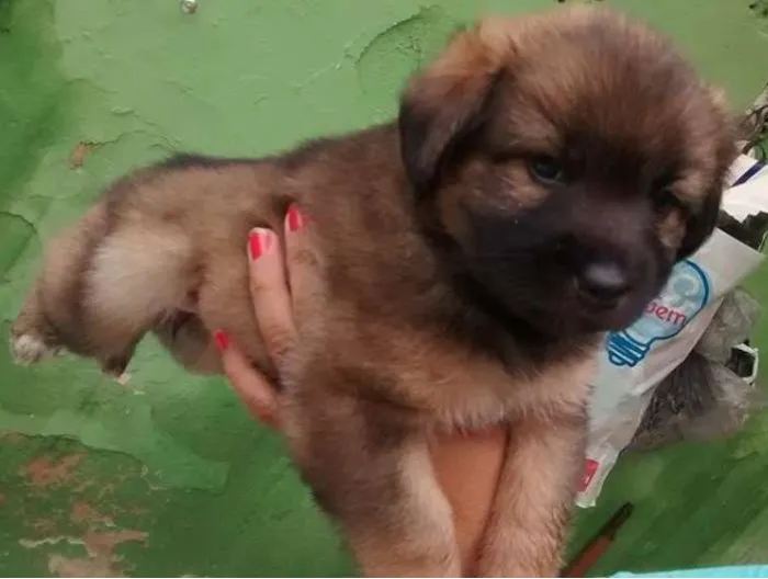 Cachorro ra a SRD idade Abaixo de 2 meses nome MILLA