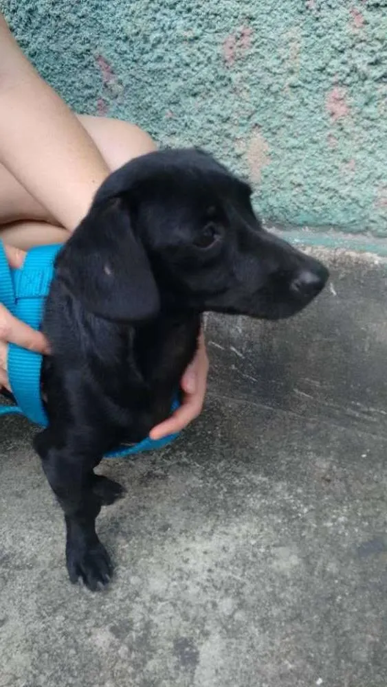 Cachorro raça  idade 1 ano nome Miltinho