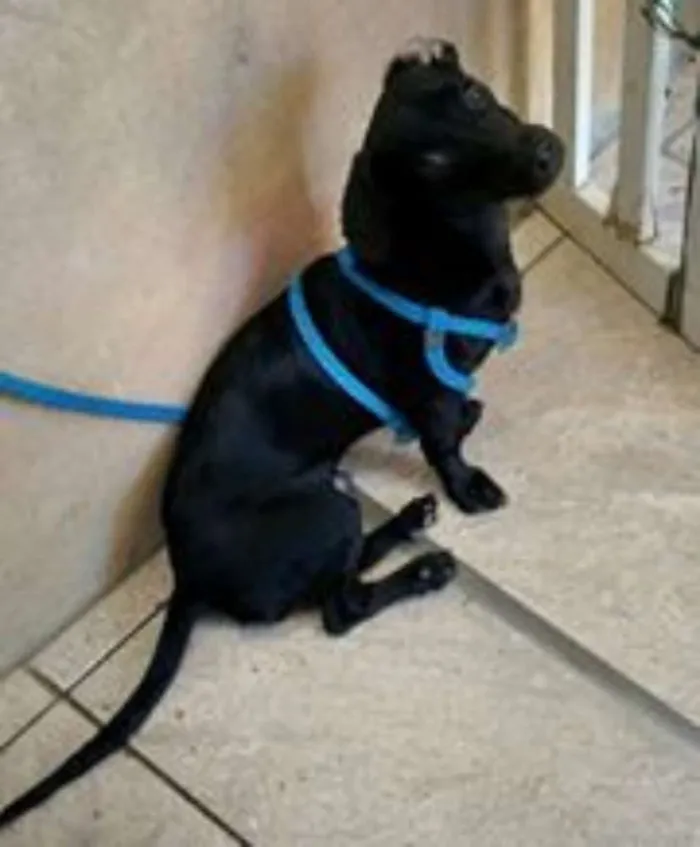 Cachorro raça  idade 1 ano nome Miltinho