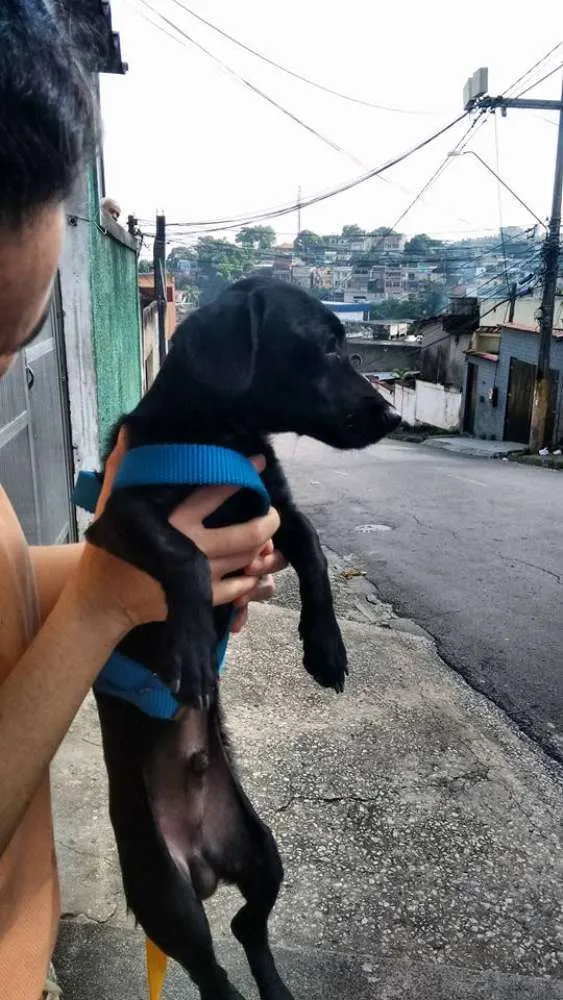 Cachorro raça  idade 1 ano nome Miltinho