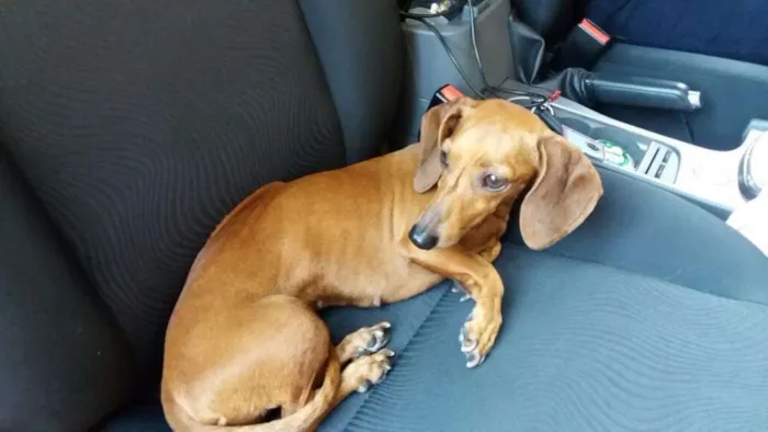 Cachorro raça Basset idade 2 anos nome Sem nome