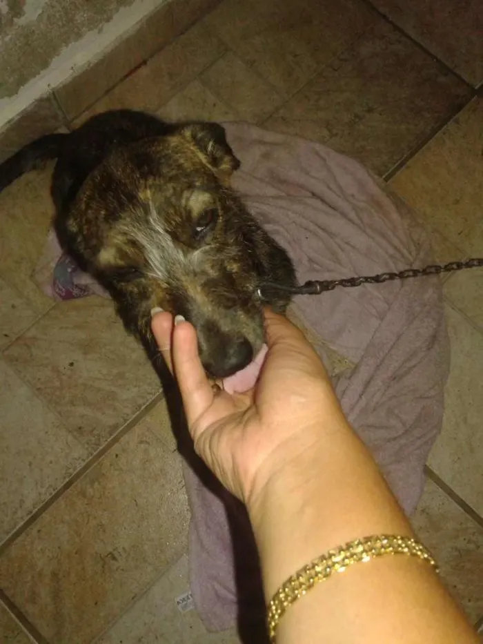 Cachorro ra a Vira lata idade 7 a 11 meses nome Tereza cristina