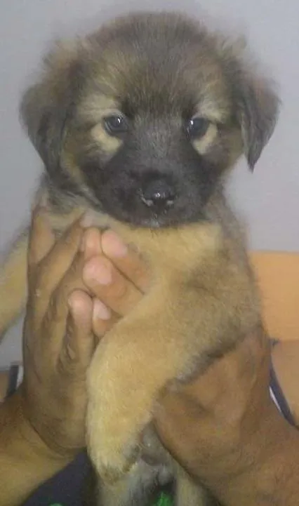 Cachorro ra a SRD idade Abaixo de 2 meses nome MILLA