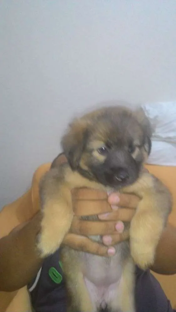Cachorro ra a SRD idade Abaixo de 2 meses nome MILLA