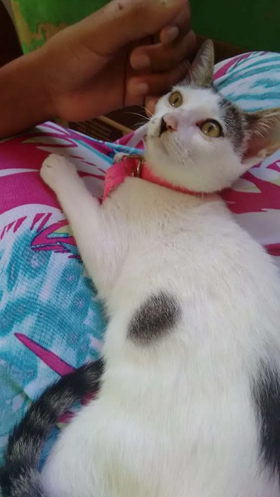Gato ra a Branca com algumas partes no rabo e na orelha preta idade 7 a 11 meses nome Aurora