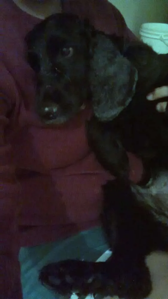 Cachorro ra a Cocker idade 6 ou mais anos nome Valente