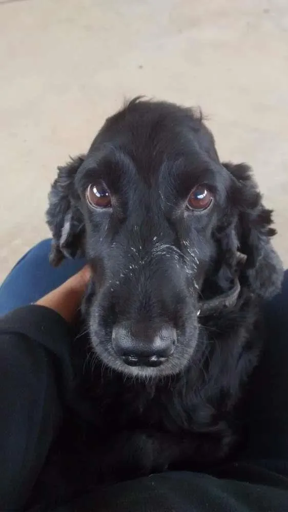 Cachorro ra a Cocker idade 6 ou mais anos nome Valente