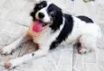 Cachorro raça Border Collie idade 4 anos nome Nina