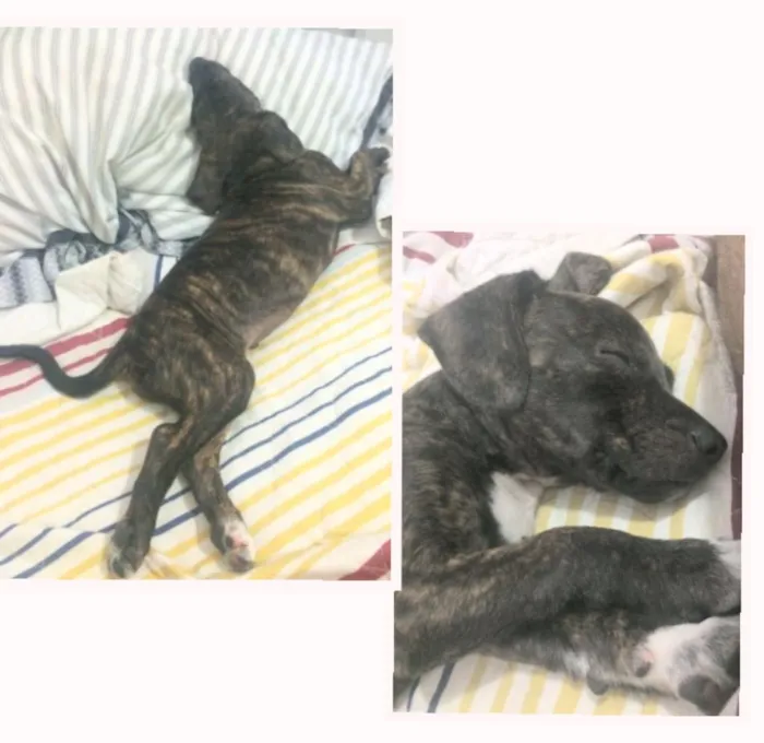 Cachorro ra a SRD idade Abaixo de 2 meses nome sem nome ainda