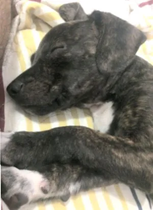Cachorro raça SRD idade Abaixo de 2 meses nome sem nome ainda