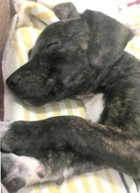 Cachorro ra a SRD idade Abaixo de 2 meses nome sem nome ainda