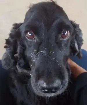 Cachorro raça Cocker idade 6 ou mais anos nome Valente