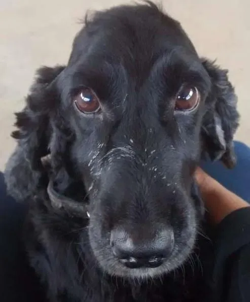 Cachorro ra a Cocker idade 6 ou mais anos nome Valente