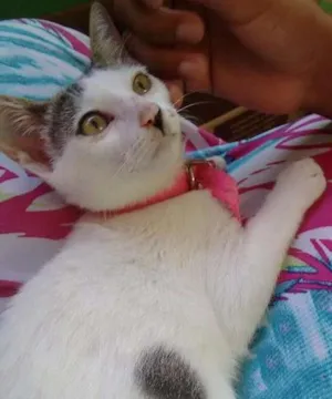 Gato raça Branca com algumas partes no rabo e na orelha preta idade 7 a 11 meses nome Aurora