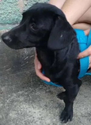 Cachorro raça  idade 1 ano nome Miltinho